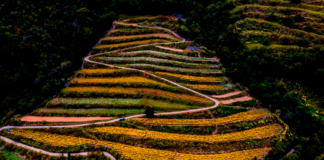 Hoa cúc nở rộ trên đồi núi, ruộng hoa bậc thang tại nông trường Vũ Lăng thơ mộng như tranh vẽ