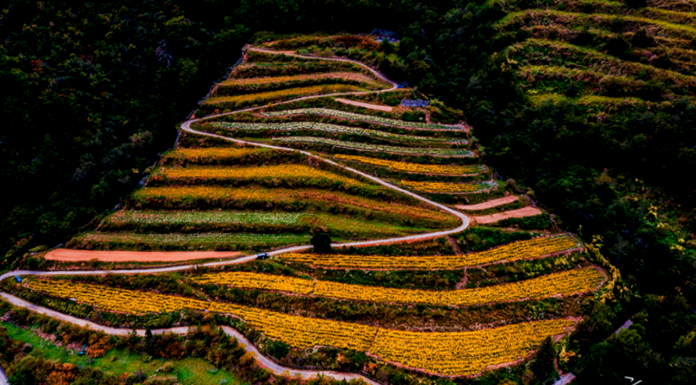 Hoa cúc nở rộ trên đồi núi, ruộng hoa bậc thang tại nông trường Vũ Lăng thơ mộng như tranh vẽ