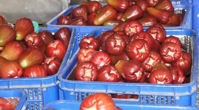 Taiwán entrega documentación ante la OMC sobre el contencioso de la fruta con China continental